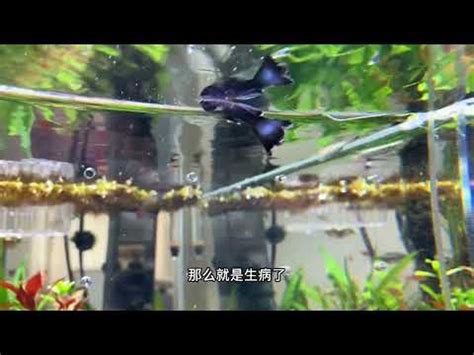 死魚處理|掌握收集死魚的技巧：綜合指南